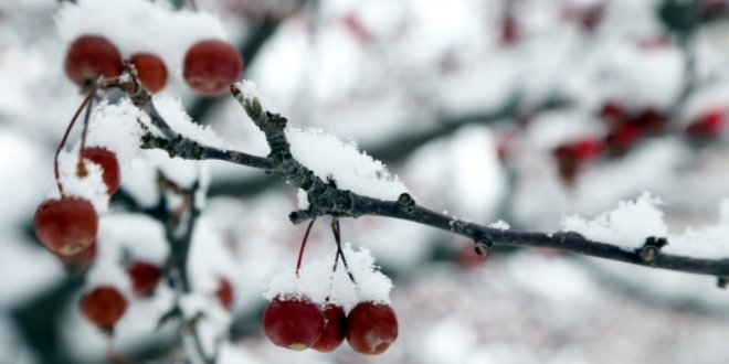 Meteoroloji'den 5 il için zirai don uyarısı