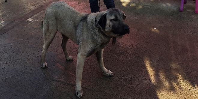 Tekirdağ'da köpeğe eziyet eden kişiyi idari para cezası