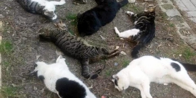 Alanya'da 30 kediyi gzn krpmadan katleden Rus gzaltna alnd