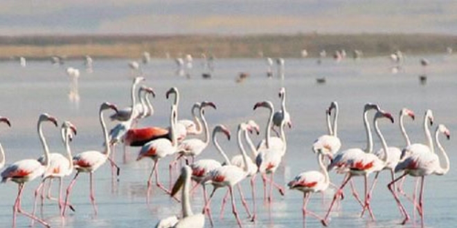 Seyfe Gl'nde binlerce flamingo, grsel len oluturdu