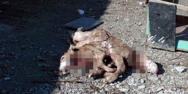 Erzincan'da çift başlı 8 bacaklı buzağı doğdu