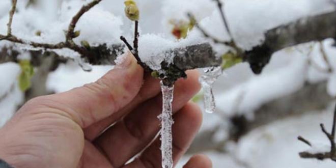 Meteorolojiden zirai don uyarısı