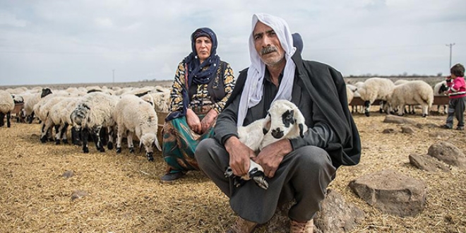 Besicinin 'umudu' kuzular görücüye çıktı