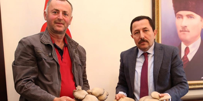 Validen fındık üreticilerine 'istiridye mantarı' önerisi
