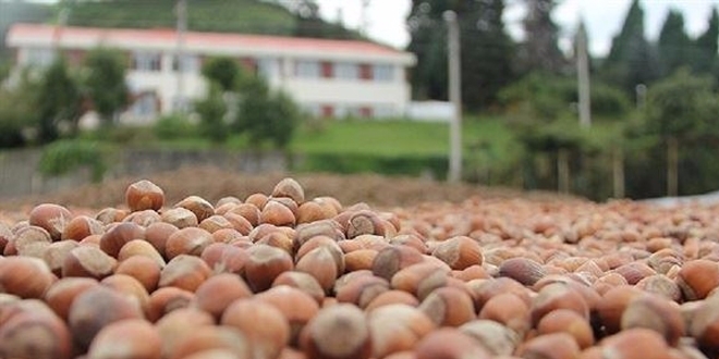 Fındık üreticisine sekiz yılda 6 milyar lira destek