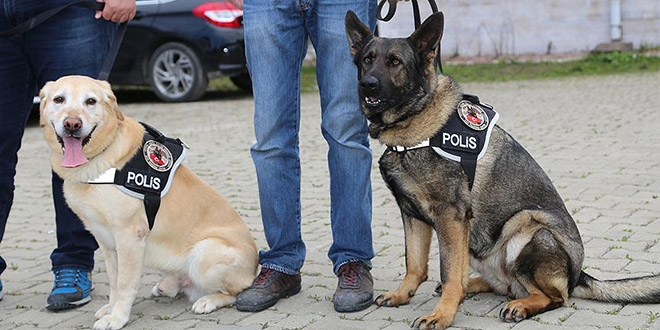 'Vasil' ve 'Cesi' zehir tacirlerine göz açtırmıyor