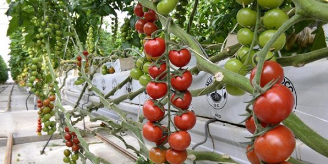 Domatesin fiyatı 5 lirayı aştı