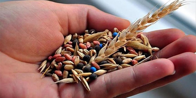 Türkiye'nin tohum ihracatı ve üretiminde rekor