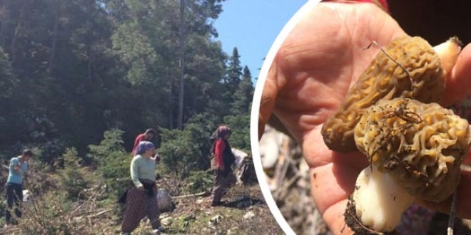 Kuzugöbeği mantarı servet kazandırıyor