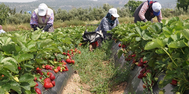 Silifke'den çilek ihracatı başladı