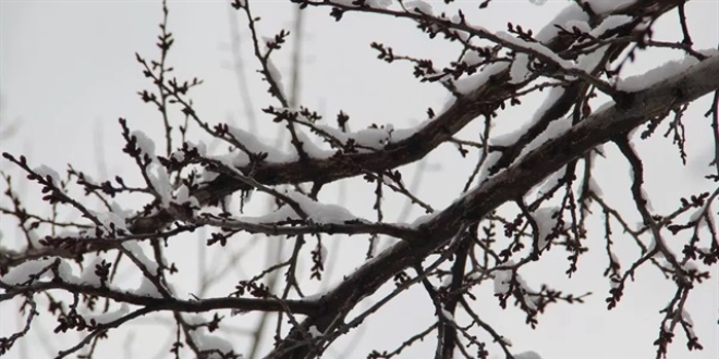 Meteorolojiden bazı illerimiz için zirai don uyarısı
