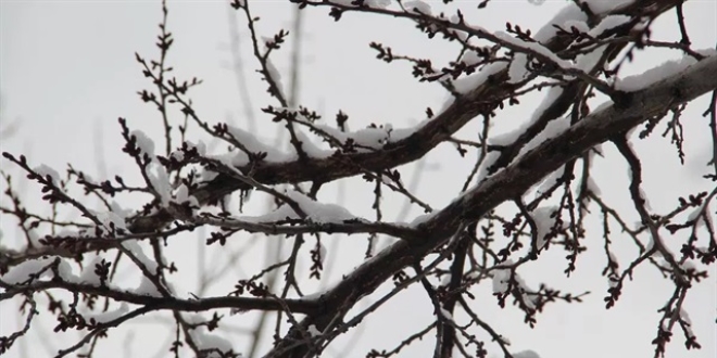 Meteorolojiden baz illerimiz iin zirai don uyars