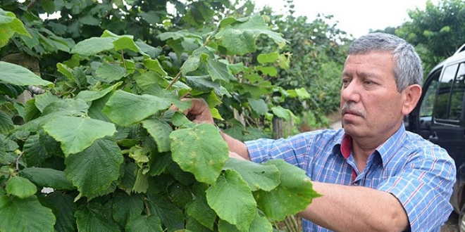 'Fındık hava şartlarından olumsuz etkilendi'