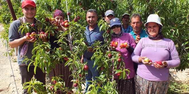 Mersin'de nektarin hasadı başladı