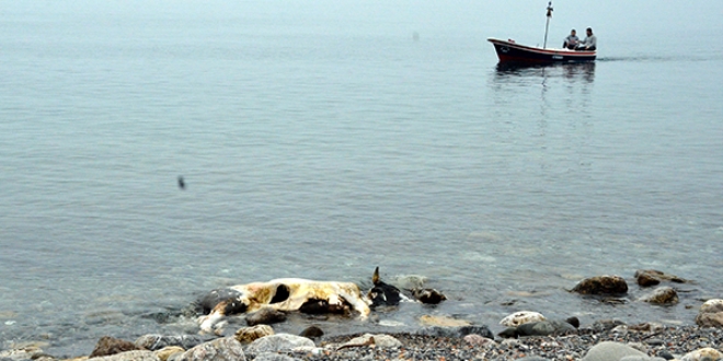 Zonguldak'ta ölü inek kıyıya vurdu