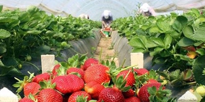 Çilek üreticisinde 'Rus pazarı' sevinci