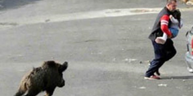 Bodrum'da aç kalan domuzlar şehre indi