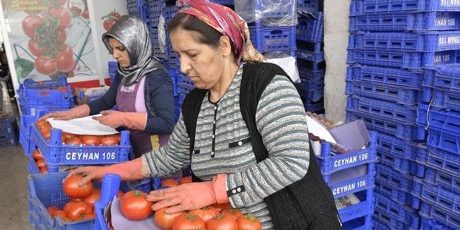 Domatesin ateşi düşüyor
