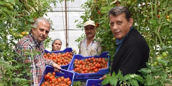 Domatesin kilosu 70 kuruşa düştü