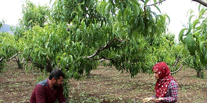 Elazığ'da ceviz büyüklüğünde dolu ekinlere zarar verdi