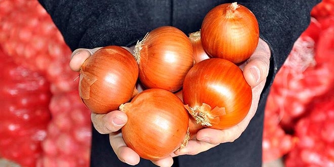 Kuru soğan ihracatından 8,6 milyon dolar gelir