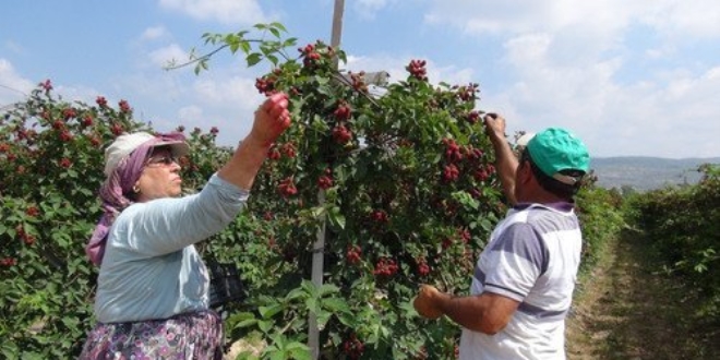 Mersin'de rt altnda brtlen hasad balad