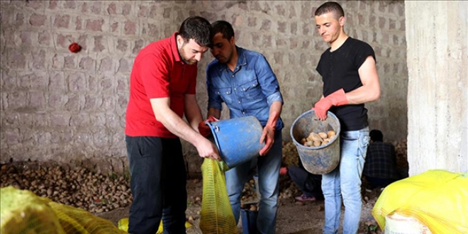 'Vefa' için patates ayıklıyorlar