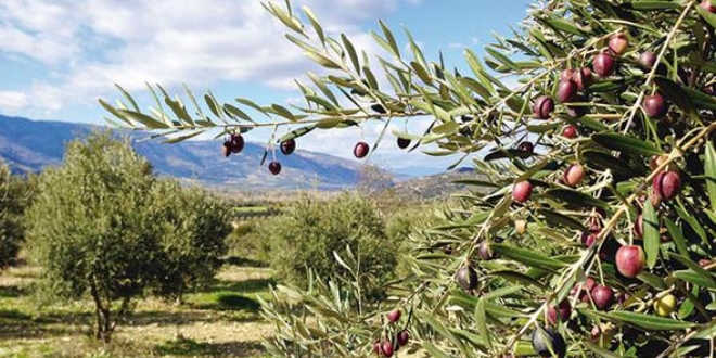 Dantay'da  zeytin  kazand