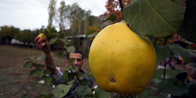 Türkiye'nin Rusya'ya ayva ihracatı 2 kat arttı