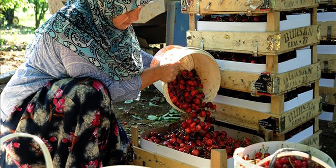 'Rusya pazarı kiraz üreticisini rahatlattı'