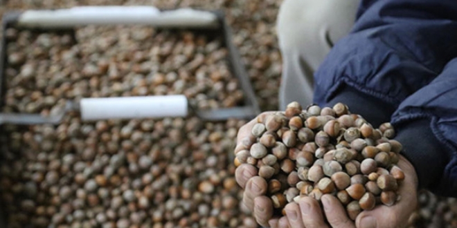 Fındığın kilogramı 8 liraya düştü
