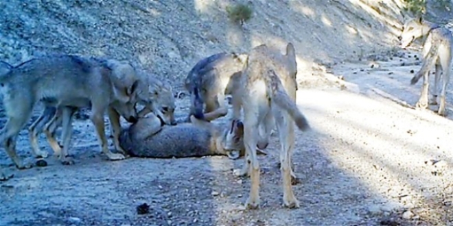 Erzincan'da yaban hayat fotokapanla grntlendi