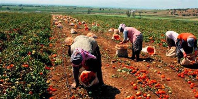 Hasat dönemi serin geçti gülde rekolte arttı