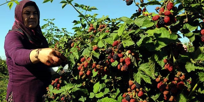 Hububata alternatif böğürtlende hasat başladı