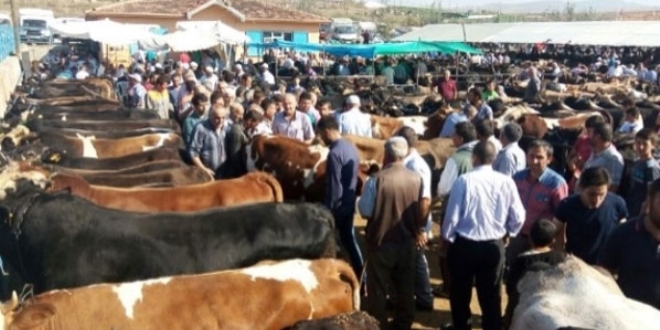 Kurbanlık fiyatları cep yakacak