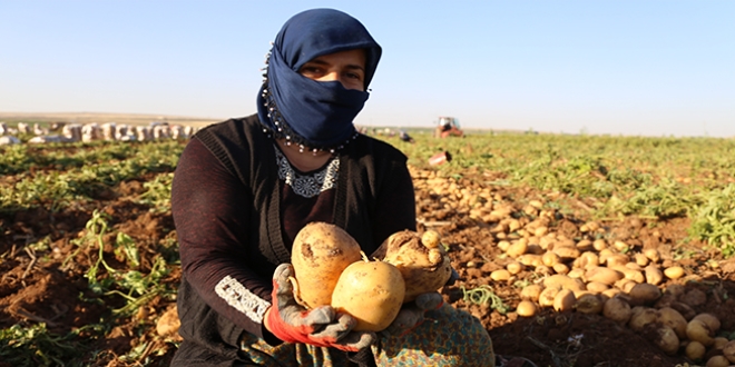 Suya kavuşan Suruç Ovası'nda patates hasadı