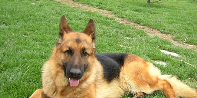 Köpek 7 yıllık hizmet süresinin ardından emekli oldu