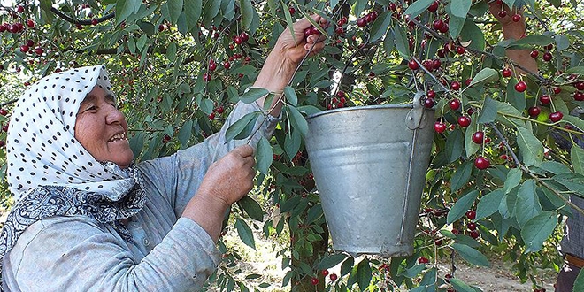 Antioksidan zengini 'küçük kırmızı ikizler'in zamanı geldi
