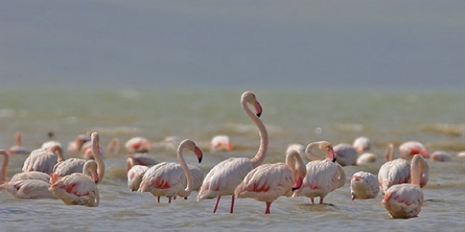 Van Gölü flamingoları ağırlıyor