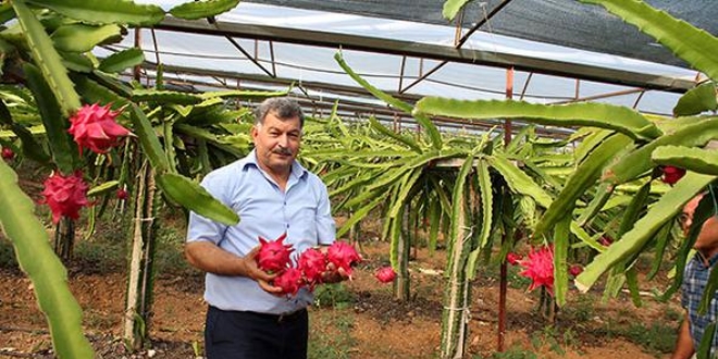 6 dönümden 160 bin lira kazandı! 15 liradan satıyor