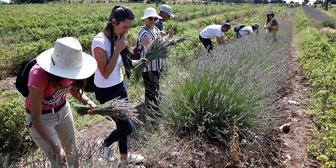 Burdur'da lavanta hasadna baland