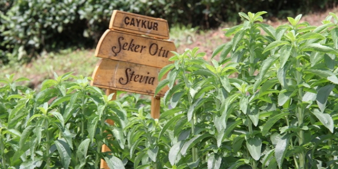 AYKUR'da bu yln ilk 'stevia' hasad yapld