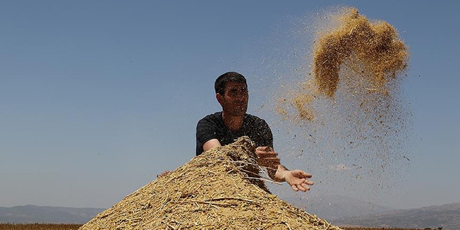 Astronotlarn besin kayna 'kinoa'nn ilk hasad yapld