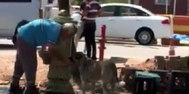Temizlik görevlisi köpeğe elleriyle su içirdi