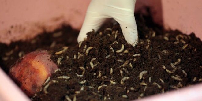 Aldığı destek ile 'sinekten protein' çıkartıyor