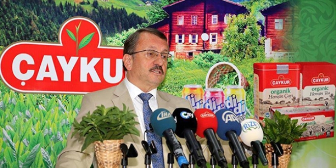 Çayın gen haritası çıkartılıyor