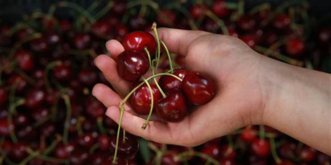 Torosların kirazı 20 Euro'dan satılıyor