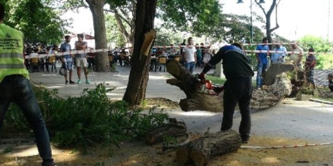 İstanbul'da yağış nedeniyle devrilen ağaçlar kaldırılıyor