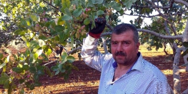 Bahar serinliği Antep fıstığı hasadını geciktirdi