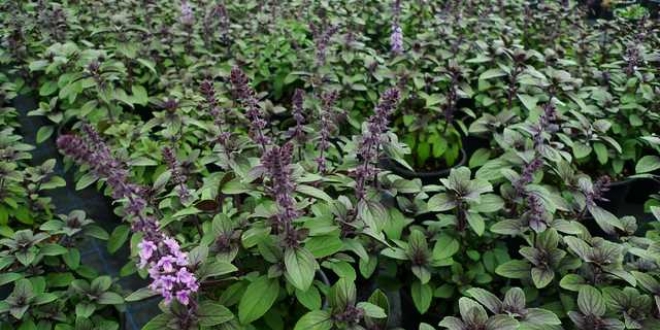 Tıbbi ve aromatik bitkiler çiftçinin umudu oldu